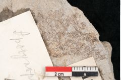 Foto (Objekt + Etikett) von Apocynophyllum affine Ettingshausen (NHMW-GEO-2024-0188-10157)